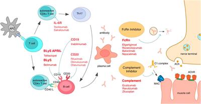 Advancements and prospects of novel biologicals for myasthenia gravis: toward personalized treatment based on autoantibody specificities